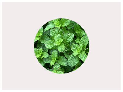Menthol leaves