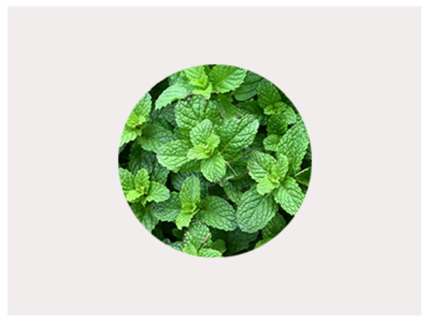 Feuilles de menthol