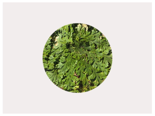 Image of Selaginella Lepidophylla plant to represent stress response proteins