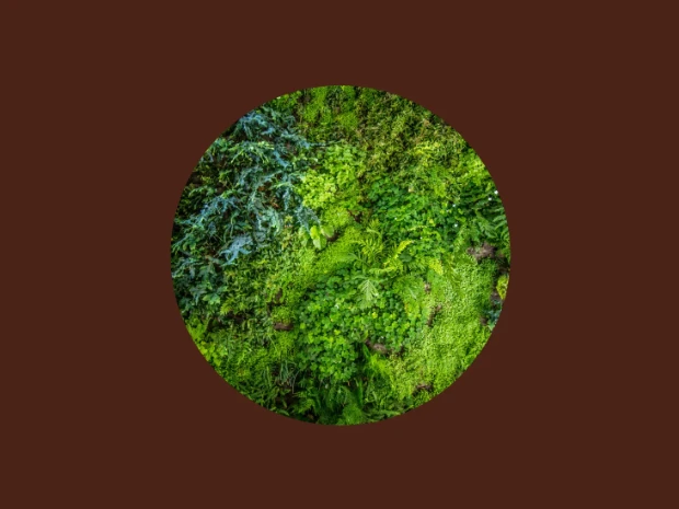 Botanicals