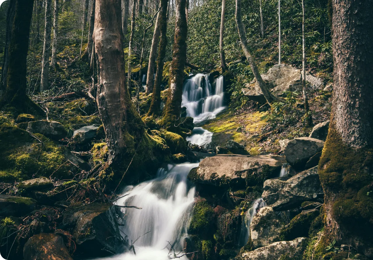 An image of a stream within a forest as Gold Bond actively works towards carbon neutrality, implementing a Water Efficiency Management Plan, and reducing cooling water consumption.