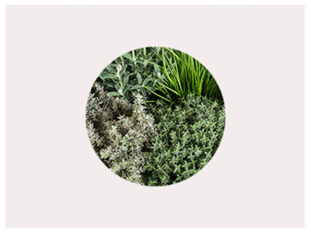 Greenery to represent botanicals