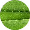 Close up of Aloe leaf