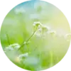 Botanicals close up