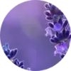Close up of lavender