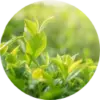 Close up of green tea