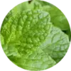 Menthol close up