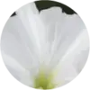 Close up of daffodil